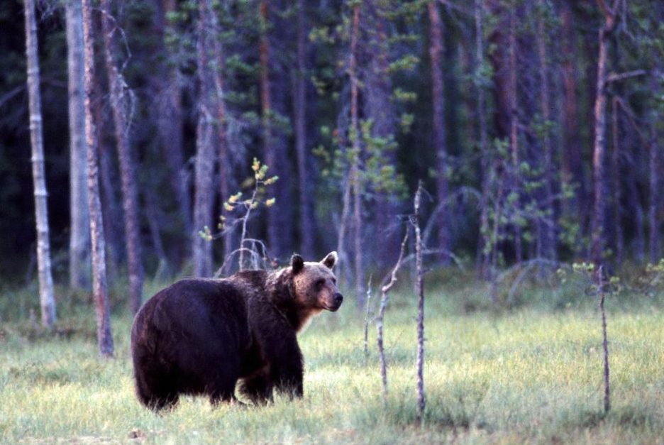 L’État français condamné sur le dossier de l’ours pyrénéen : il y a urgence pour sa réintroduction