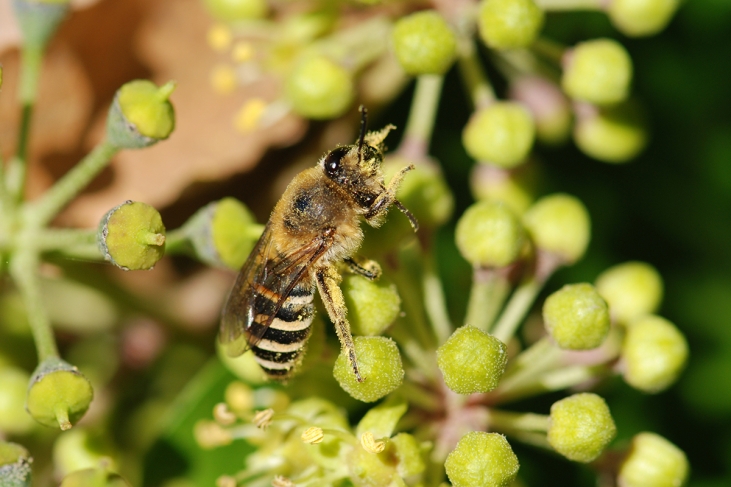 Conférence de Gilles Bœuf – Pollinisateurs : une urgence à agir ! 🗓 🗺