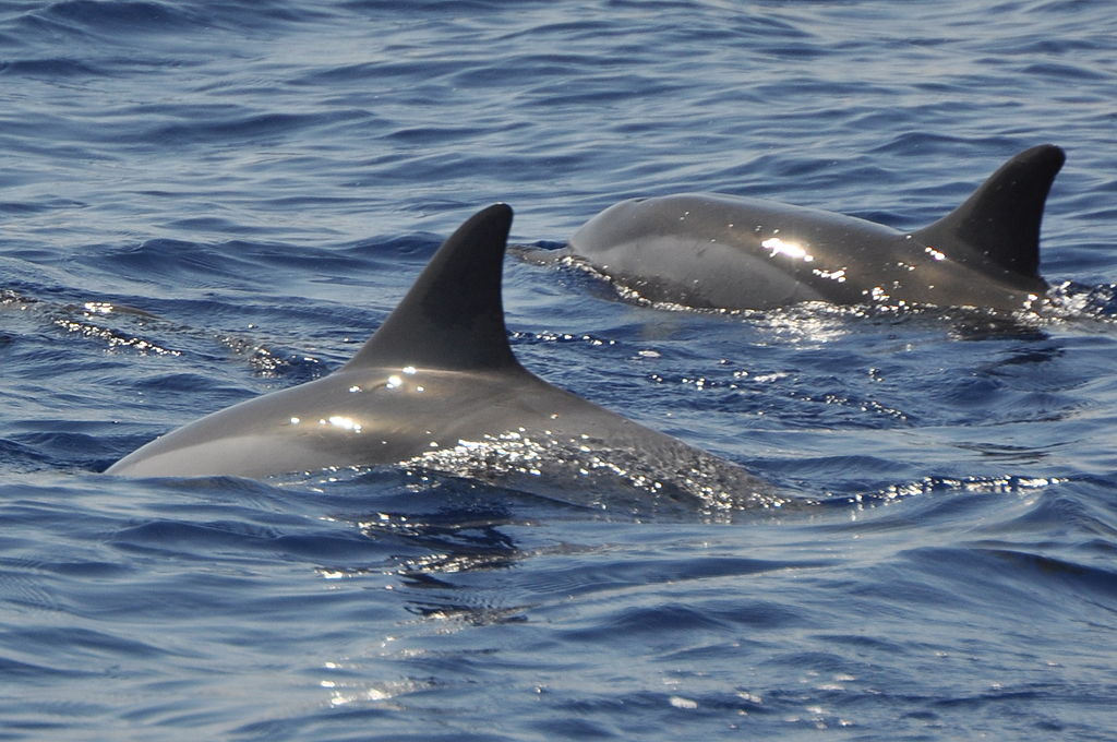 Échouages de dauphins dans le Golfe de Gascogne : agir avant qu’il ne soit trop tard