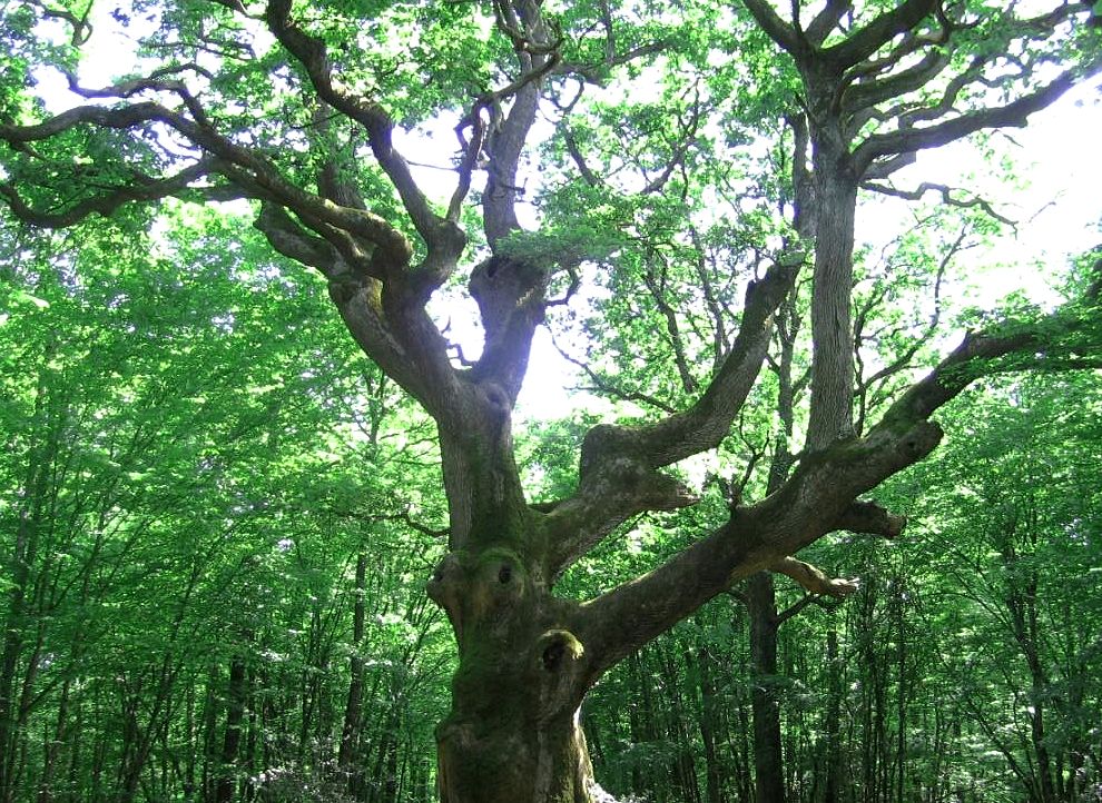 La forêt millénaire de Rochechouart en danger