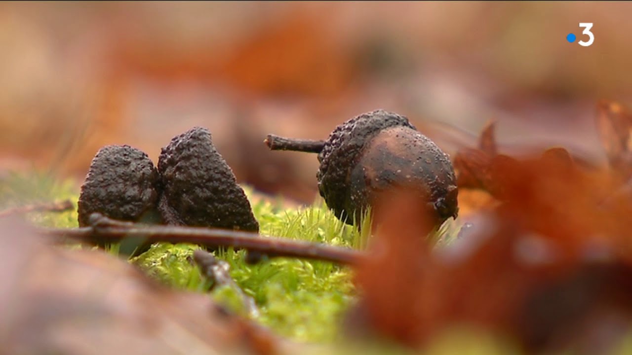 Sauver la forêt millénaire de Rochechouart