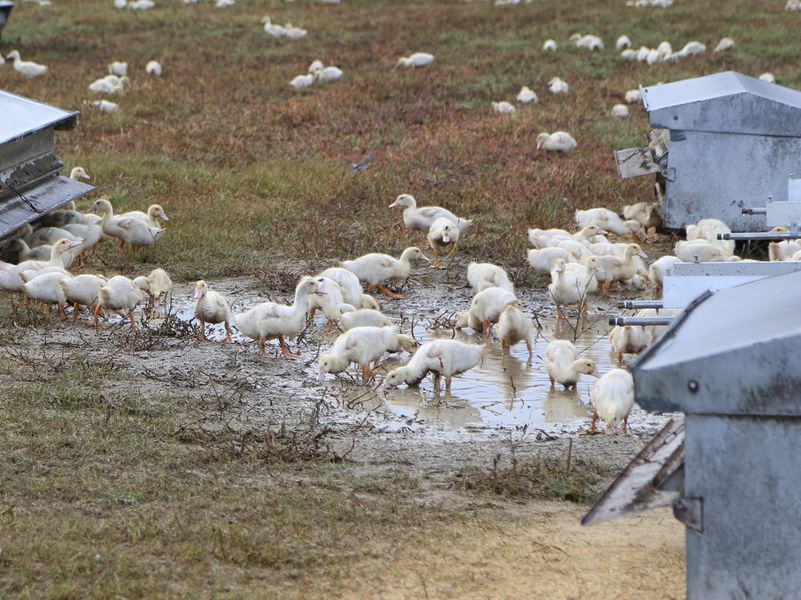 Refus d’abattage des canards pendant la grippe aviaire : soutien aux personnes convoquées devant la justice