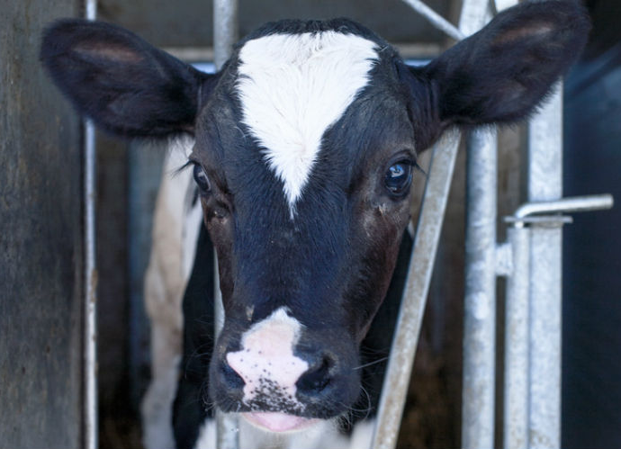 Les écologistes refusent le projet de ferme usine des 1 600 veaux en Dordogne