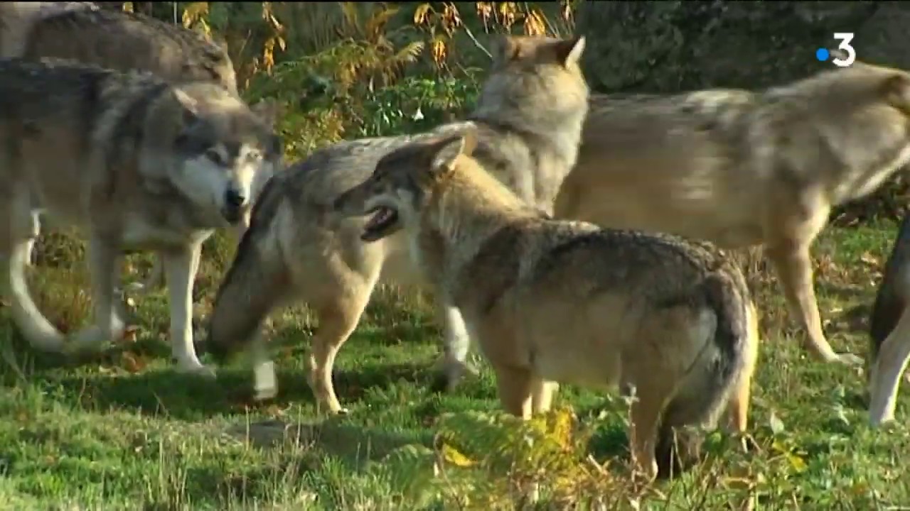 Lancement d’une expérimentation sur le loup 🗓 🗺