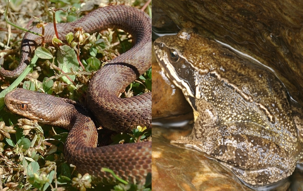 Nicolas Thierry en visite au Pays basque pour soutenir le programme de sauvegarde d’espèces animales en danger d’extinction 🗓 🗺