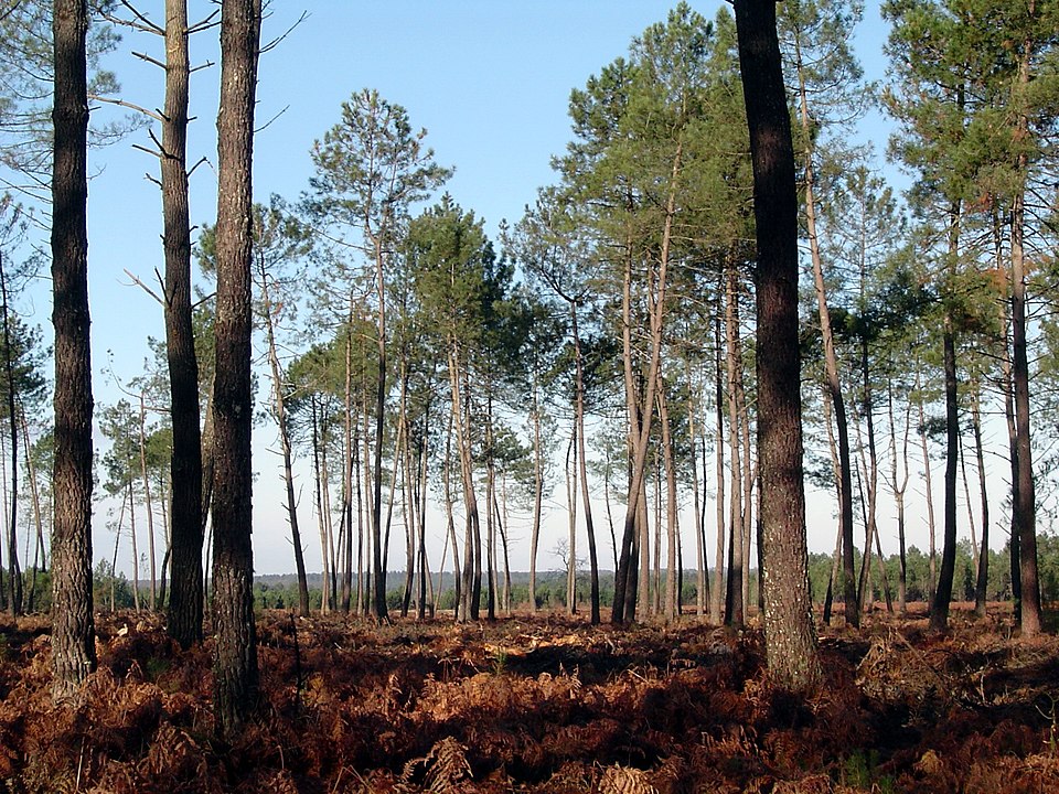 Avis du groupe écologiste sur le Plan Régional Forêt Bois