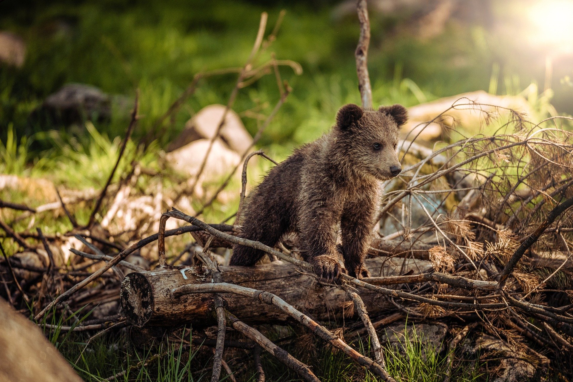 Ours abattu par balles en Ariège : pour un ours tué, un ours doit être réintroduit