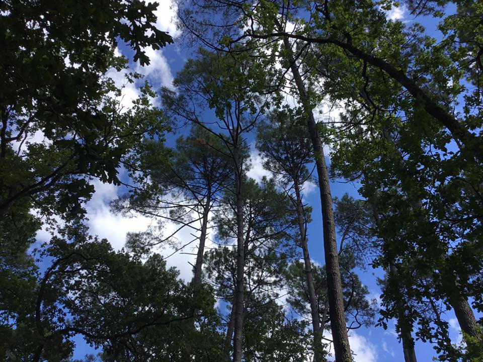 Forêts résilientes – Laurence Motoman et Thierry Perreau